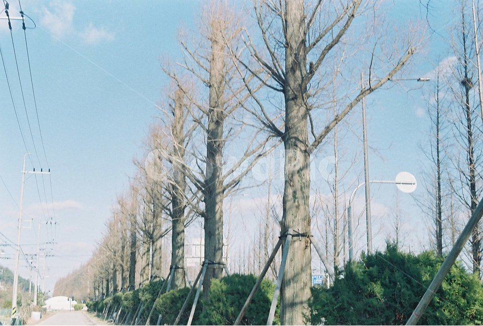 하늘,구름,sky,cloud,tree,나무,파스텔톤,겨울,계절,winter,season,자연,풍경,nature,landscape,식물,plants,나무,trees,wood,감성,sensible,feeling,plant