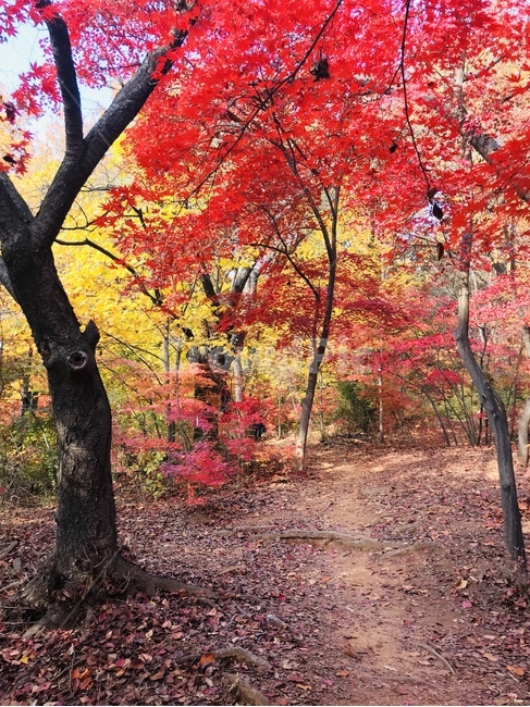식물,나무,단풍,maple,잎,leaf
