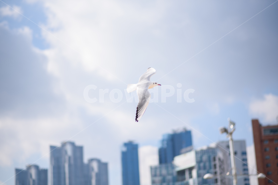 Beach,ocean,Seagull