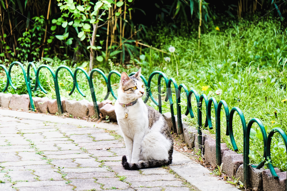 고양이,길거리,방울,cat,동물,애완동물,반려동물,고양이,cat,kitten,kitty,동물,animal,포유류,mammal