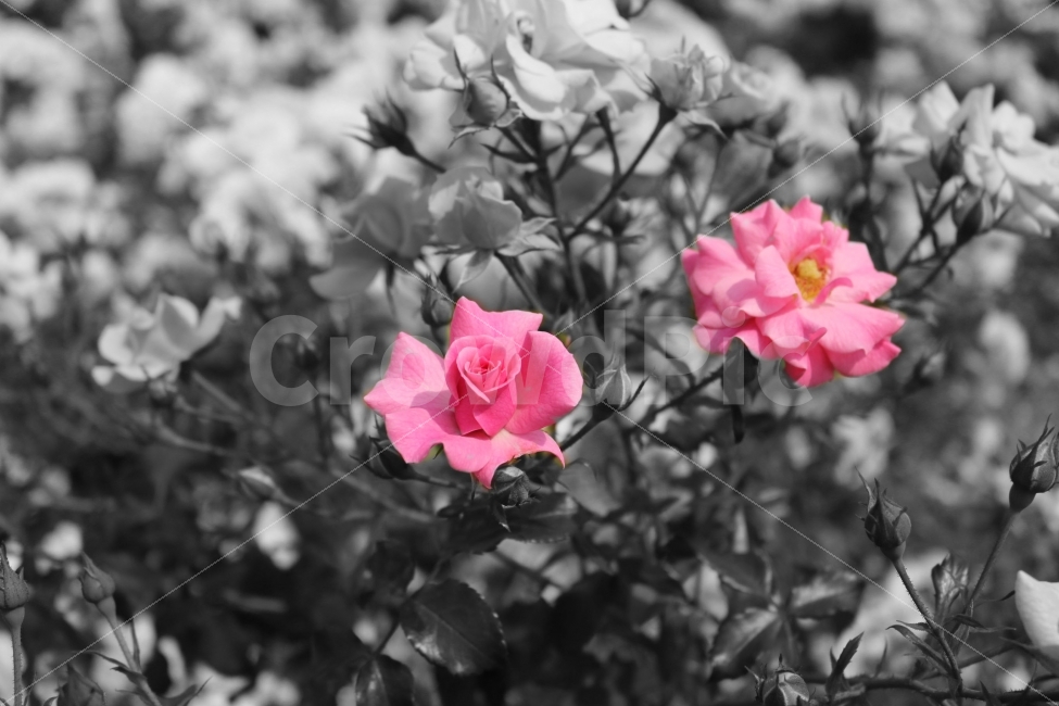 장미,꽃,흑백,감성,집중,핑크,flower,자연,사진,식물,자연,plants,nature,꽃,flower,흑백,모노톤,monochrome,black and white