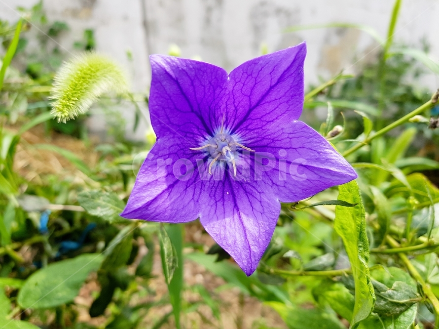 도라지,도라지꽃,flower,식물,꽃,식물,자연,plants,nature,꽃,flower