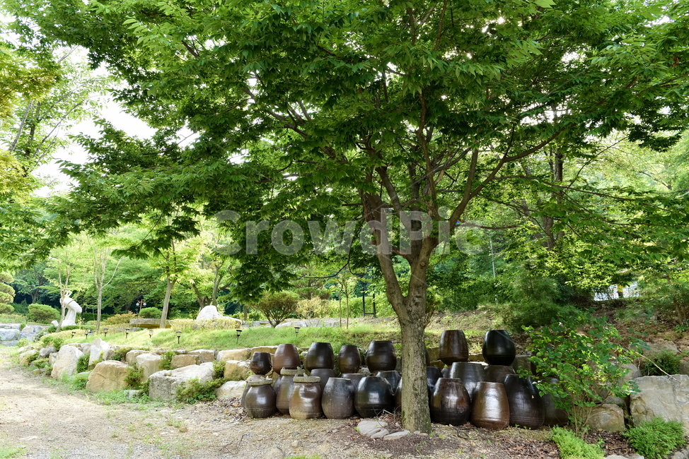 장독대,고향,나무,식물,녹색,배경화면,plants,nature,tree,green