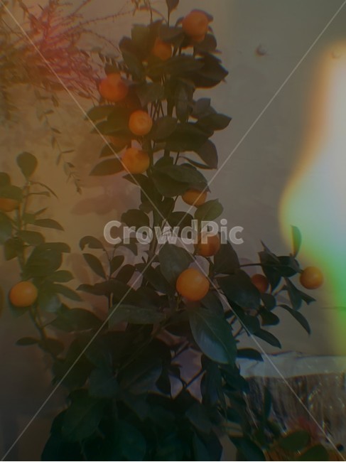 분위기,나른한,낑깡,감성사진,나무,식물,자연,plants,nature,과일,열매,fruit