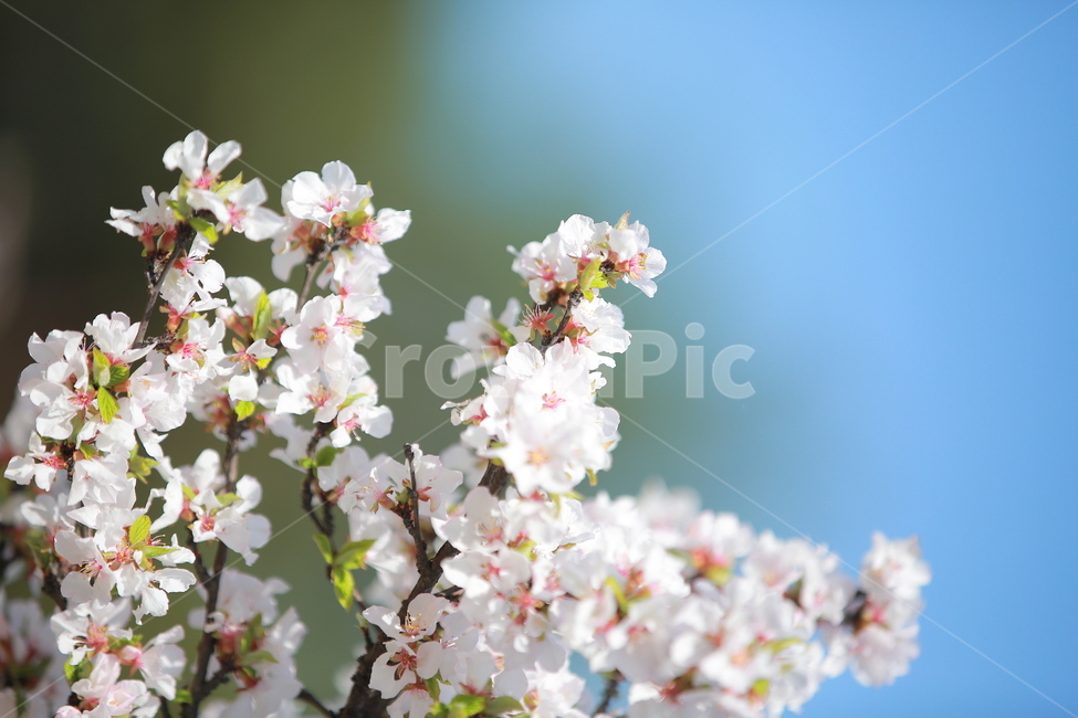 벚꽃,봄,새싹,cherryblossom,하늘,꽃,캐논,5dmark3,봄,계절,spring,season,식물,자연,plants,nature,꽃,flower,plant