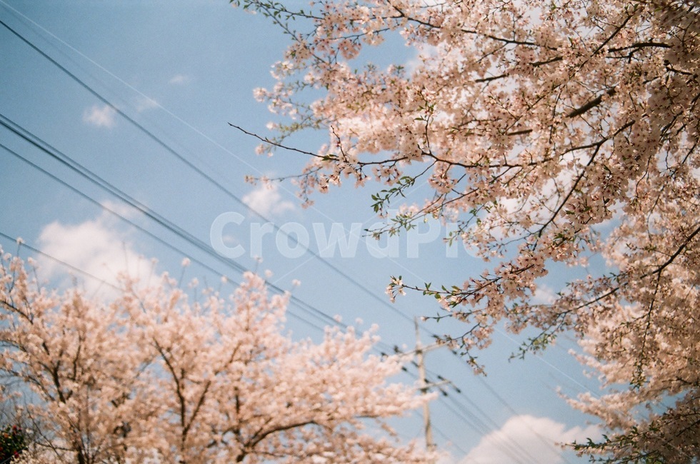 벚꽃,꽃나무,벚나무,꽃,자연,식물,전기줄,봄,계절,spring,season,자연,풍경,nature,landscape,plant,blossom,cherry blossom,flower