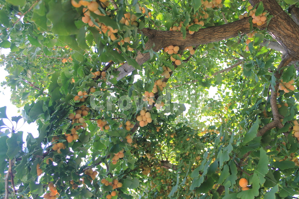 plant,식물,fruit,과일,food,음식,은행,은행열매,은행나무,ginko,나무,trees,wood,과일,열매,fruit