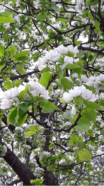 산딸나무꽃,한국봄꽃,흰색꽃나무,봄꽃나무,봄꽃