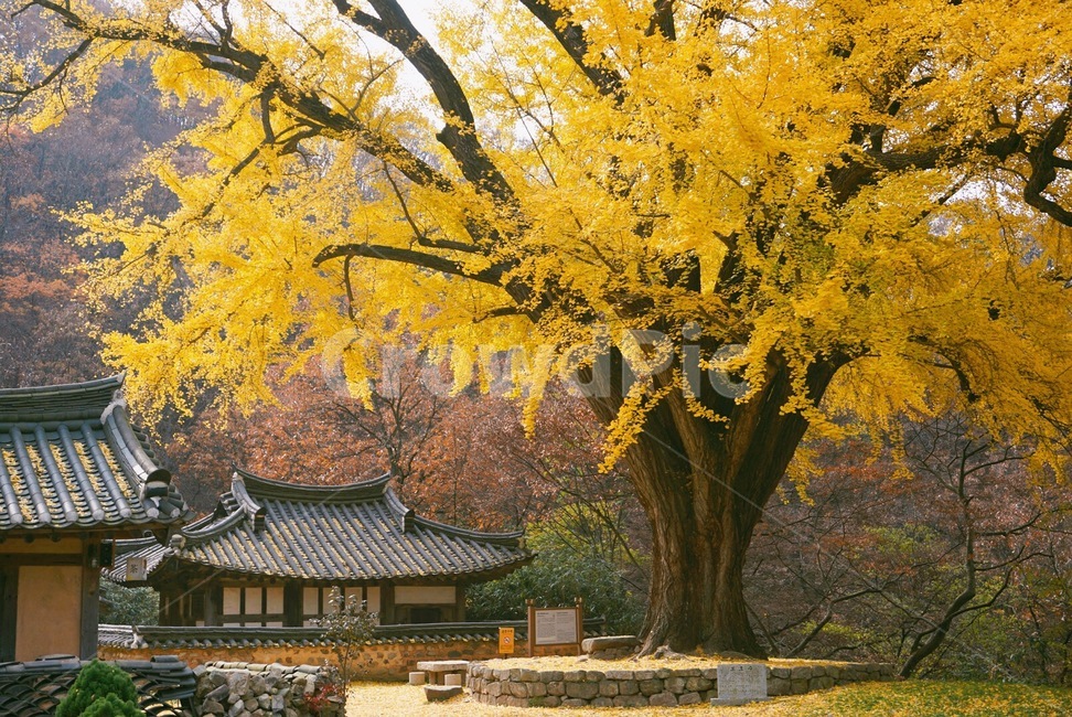 운곡서원,가을,은행나무,경주,풍경,가을,계절,fall,autumn,season,tree,나무,plant,식물