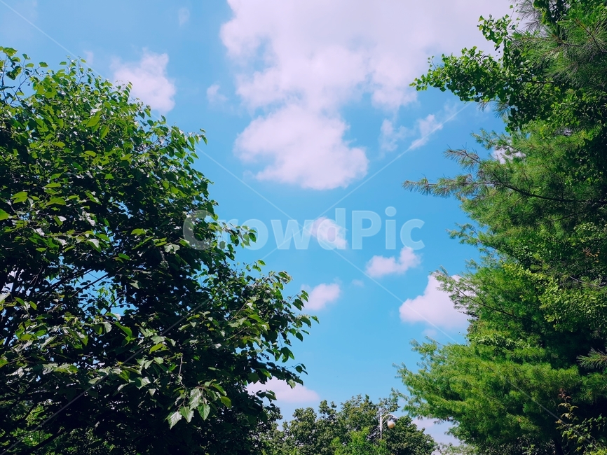 하늘,구름,나무,파랑,초록,여름,봄,낮,sky,cloud,green,blue