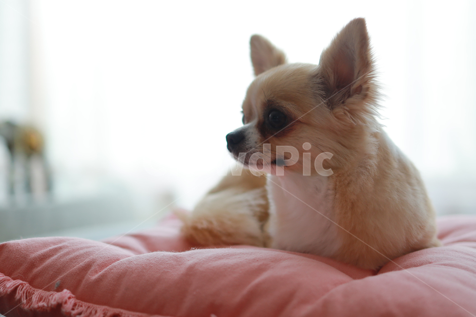 가족,반려견,치와와,강아지,감성사진,따뜻함,동물,개,animal,happy,dog,동물,animal,포유류,mammal,개,강아지,dog,doggy
