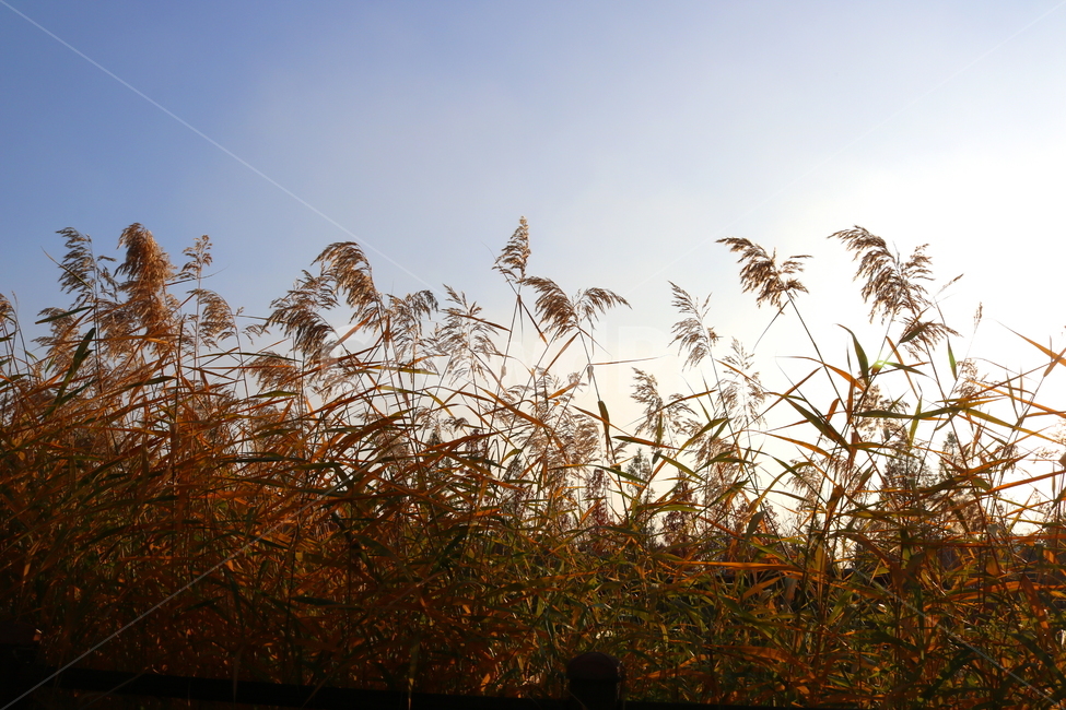 갈대,풀,가을,자연,태양,하늘,벼과,벼과식물,식물,가을,계절,fall,autumn,season,식물,자연,plants,nature,grass,잔디,plant,lawn