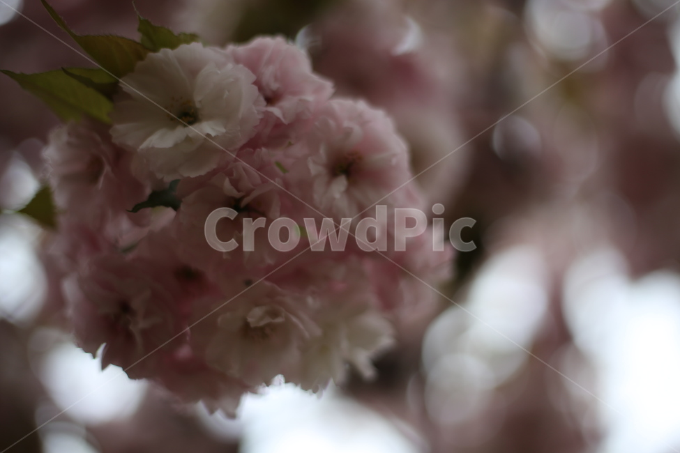 왕벚꽃,벚꽃,꽃,분홍,봄,식물,자연,plants,nature,꽃,flower
