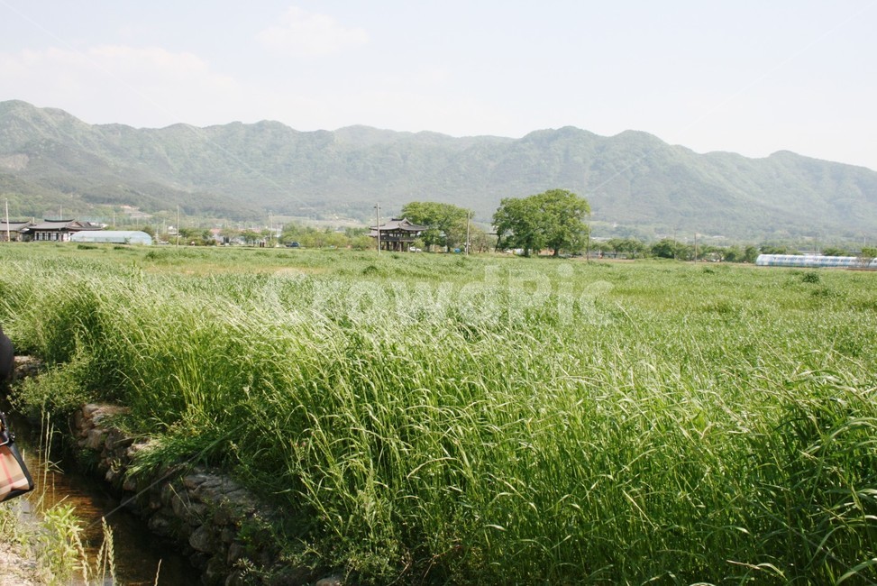 들판,푸른들판,자연풍경,푸르름,풀밭,자연,풍경,nature,landscape,grass,잔디,plant,식물,outdoors,옥외,field,들,grassland,목초지