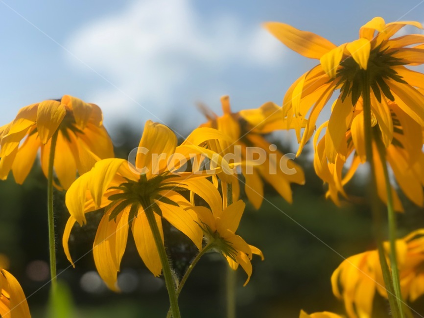 flower,행복,꽃,sunflower,해바라기