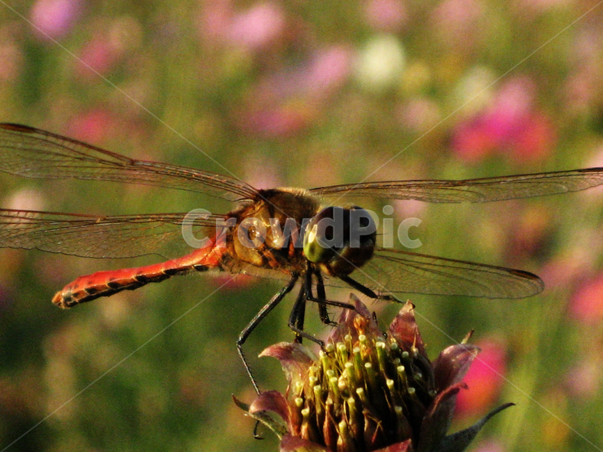 잠자리,가을,곤충,fall,bug,autumn,dragonfly,동물,animal,곤충,벌레,insect,bug