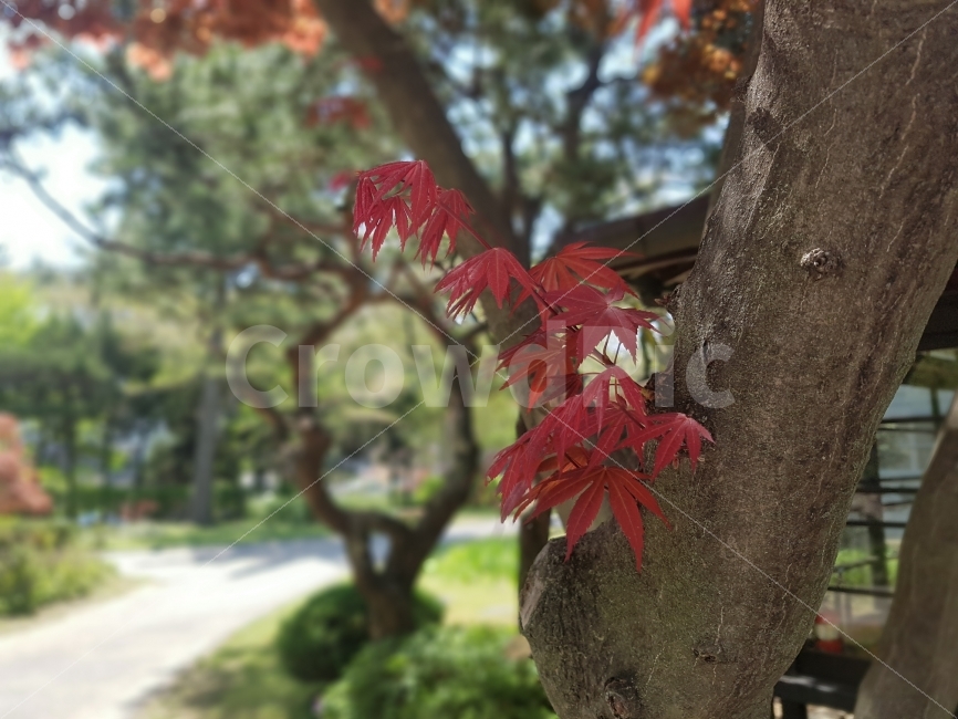 단풍,나무,단풍나무,하늘,빛,햇빛,오후,식물,자연,plants,nature,가을,계절,fall,autumn,season,plant,leaf,잎,tree