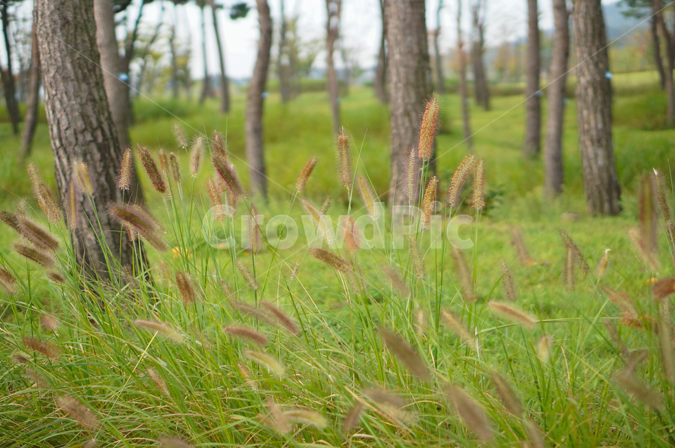 강아지풀,소나무숲,풀,풍경,자연,식물,자연,plants,nature
