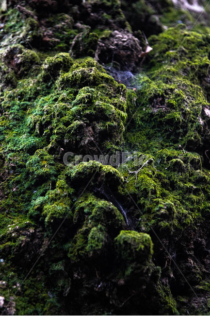 식물,plant,이끼,moss,나무,자연,nature