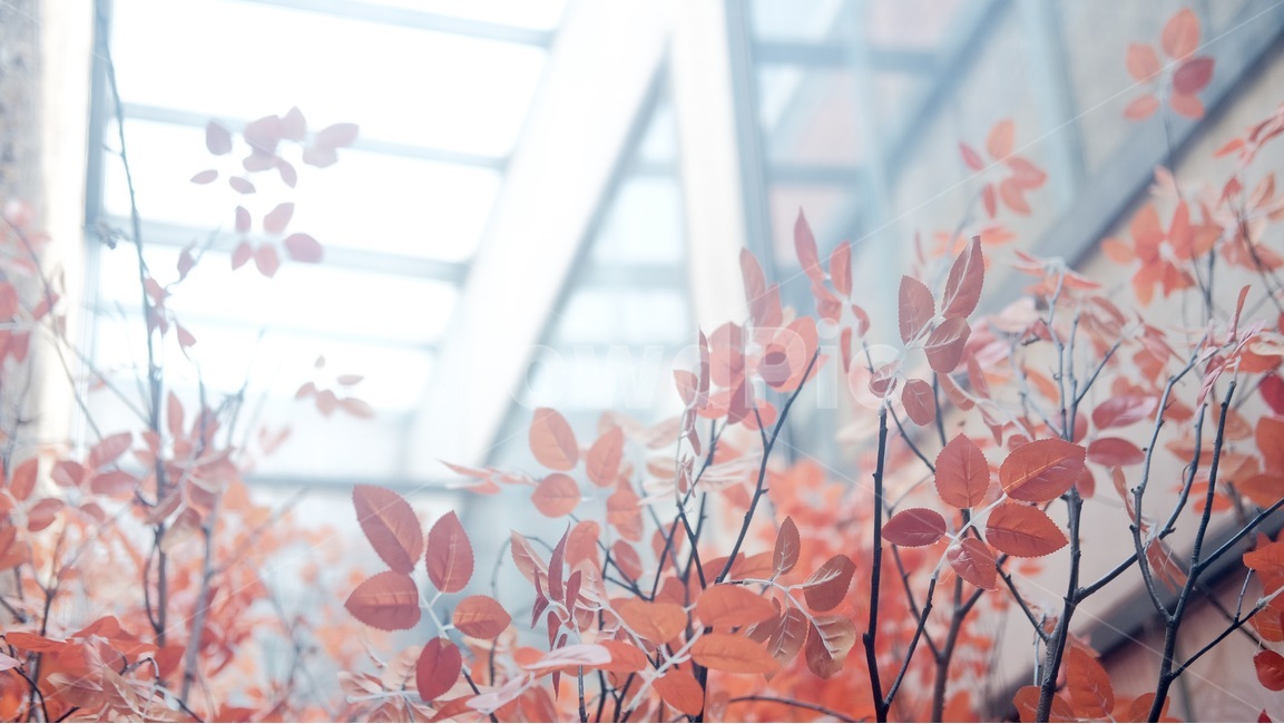 단풍,가을,단풍나무,가을풍경,풍경,식물,자연,plants,nature,감성,sensible,feeling,휴식,힐링,rest,relaxation,healing,색깔,색상,색채,색감,color sense,color sensitivity,feeling of color