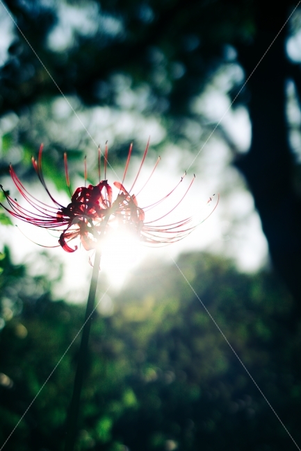 꽃,꽃무릇,자연,역광,풍경,식물,자연,plants,nature,꽃,flower,감성,sensible,feeling