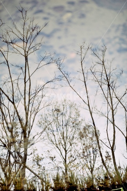 나무,반영,공원,tree,reflection,park,그림자,실루엣,나뭇가지,silhouette,자연,풍경,nature,landscape