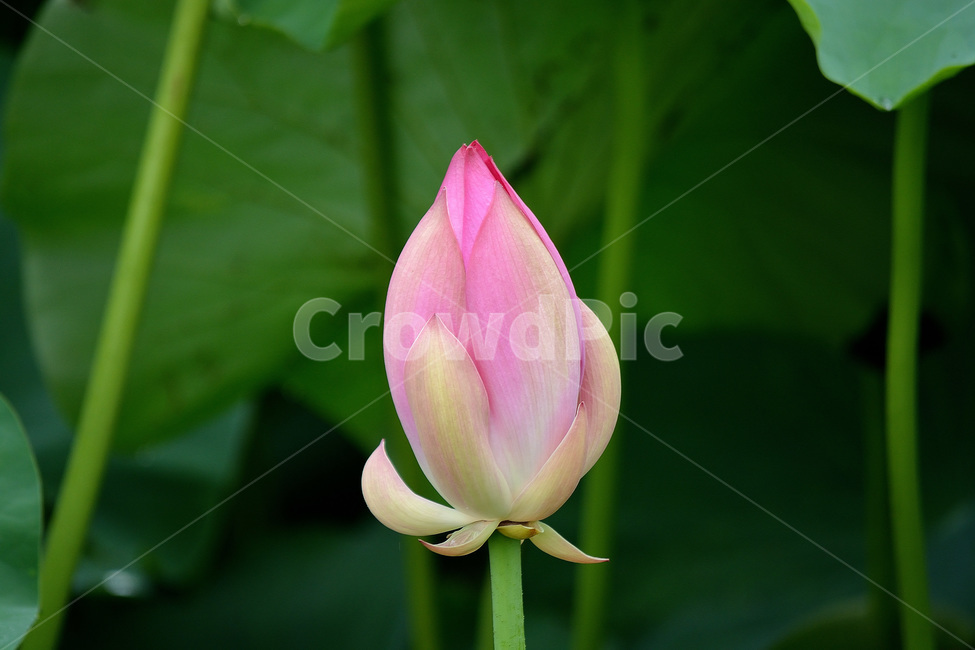 연꽃,꽃,몽우리,꽃망울,식물,풍경,식물,자연,plants,nature,꽃,flower