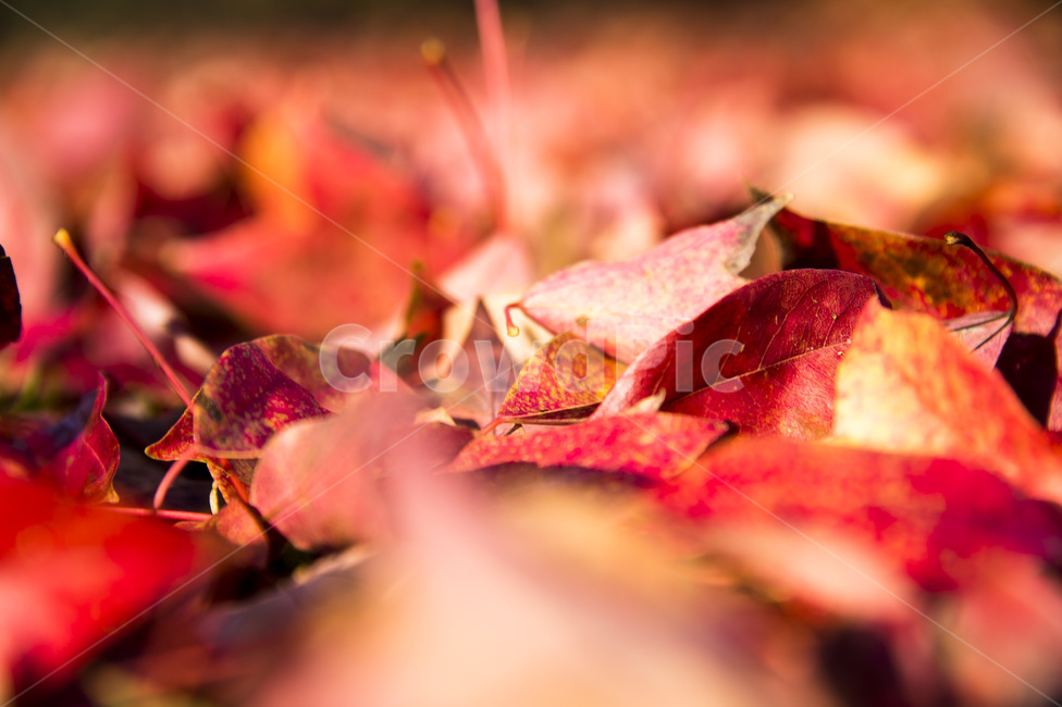 낙엽,단풍,가을,나뭇잎,붉은잎,leaf,잎,plant,식물