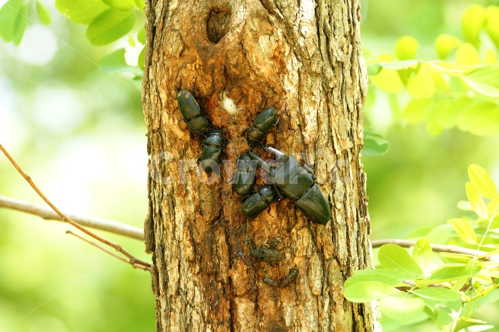 사슴벌레,곤충,애완곤충,야생,숲,동물,animal,곤충,벌레,insect,bug