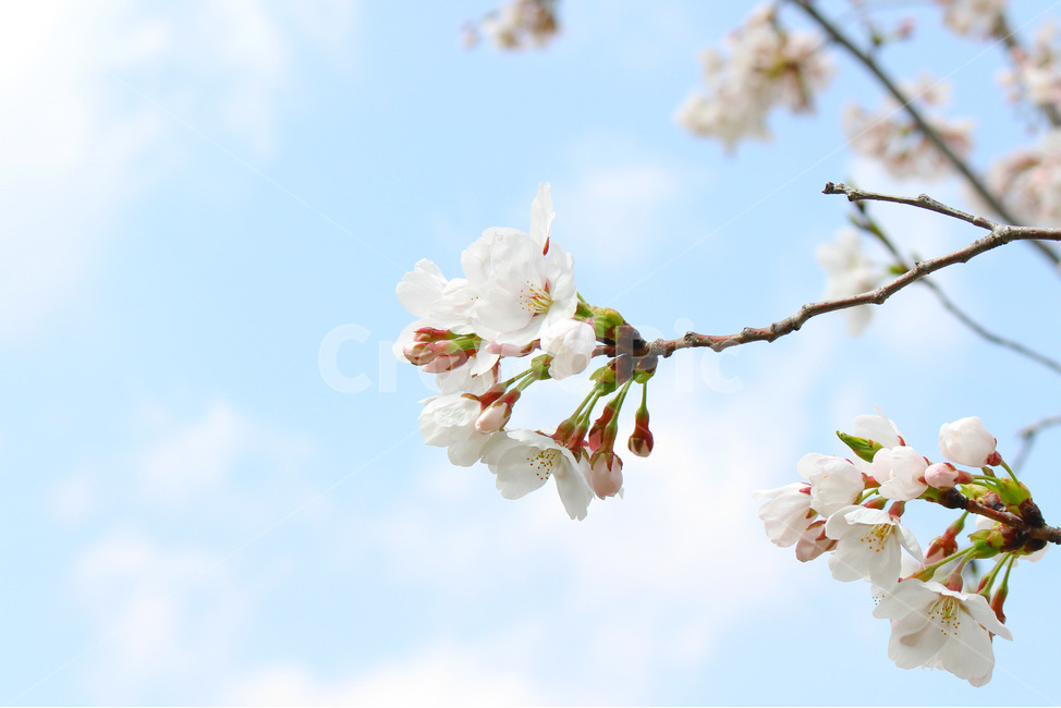 봄,감성사진,일상,풍경,꽃,벚꽃,풍경사진,하늘,cherryblossom,daily,sky,flower,spring,봄,계절,spring,season,식물,자연,plants,nature,꽃,flower,plant