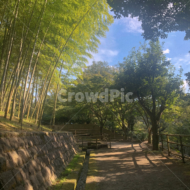 풍경,tree,나무,plant,식물,자연,풍경,nature,landscape