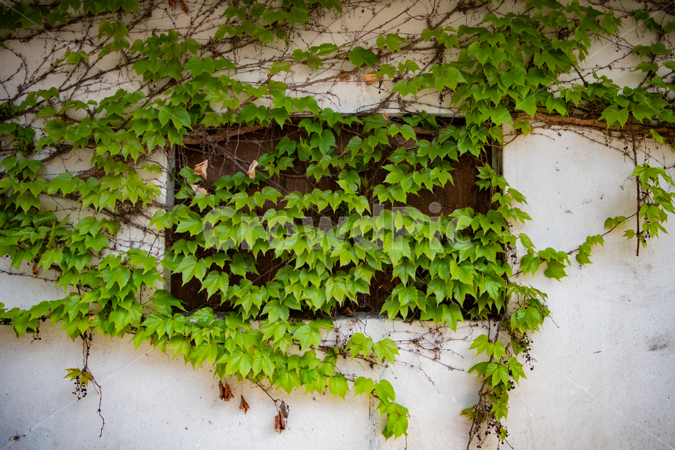 건물,풍경,감성,feeling,넝쿨,식물,자연,plants,nature