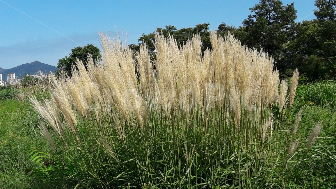 파란,구름,갈대,배경,나무,식물,자연,plants,nature