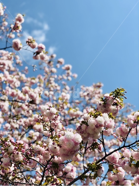 오사카벚꽃,벚꽃축제,벚꽃,겹벚꽃,cherryblossom,sky,하늘과꽃,분홍색꽃,일본벚꽃축제,조폐국벚꽃,꽃,봄꽃,봄,flower