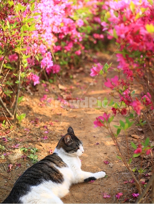 동물,고양이,자연,식물,꽃,봄꽃,철쭉,개화,길고양이,얼룩무늬,귀여운,야옹이,냥이,포유류,애완동물,반려동물,야생,길,cat,nature,flower,spring,animal,cute,mammal,길냥이,식물,자연,plants,nature,꽃,flower,동물,animal,포유류,mammal,고양이,cat,kitten,kitty