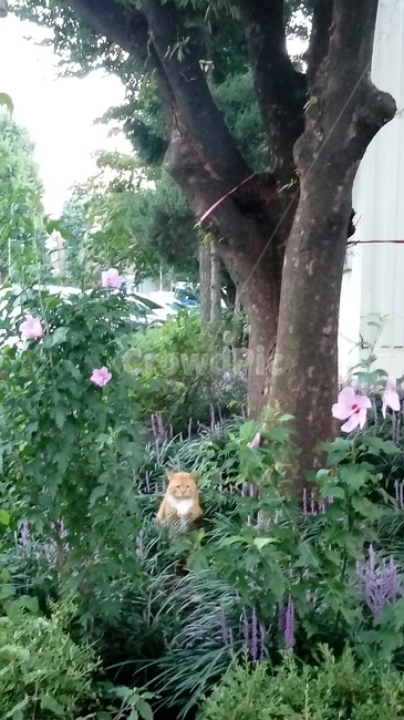 고양이,식물,나무,꽃,자연,동물,animal,포유류,mammal,고양이,cat,kitten,kitty