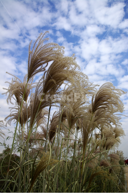하늘,구름,가을,억새,자연,nature,식물,plant,식물,자연,plants,nature