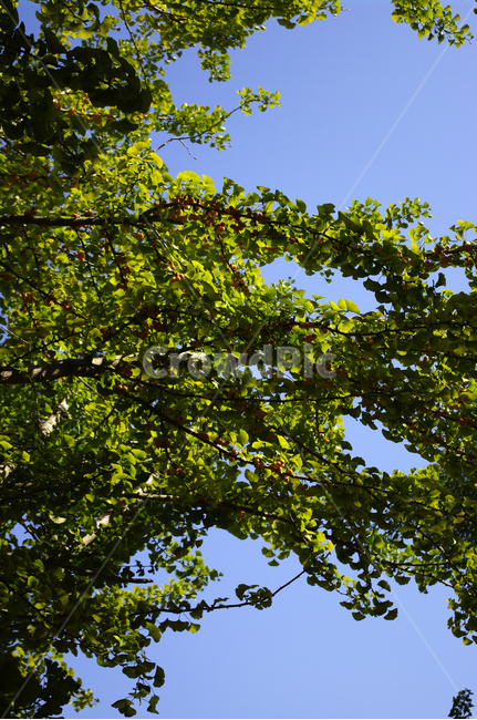은행,나무,열매,하늘,잎,식물,자연,plants,nature,나무,trees,wood