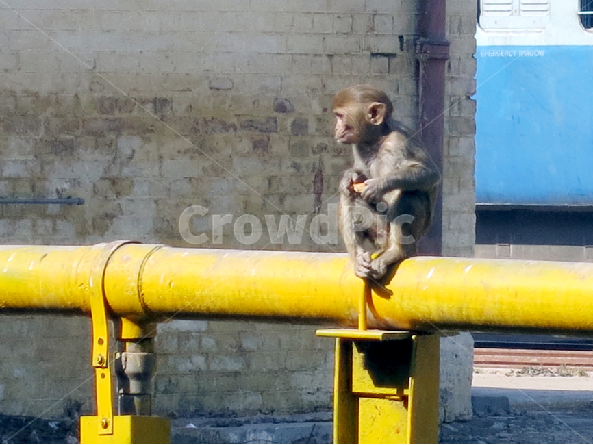 원숭이,난간,철,길거리,도심,영리한,배고픈,monkey,city,동물,animal,포유류,mammal