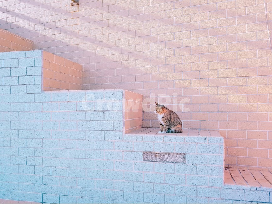 고양이,길고양이,cat,동물,animal,감성,감성사진,바탕화면,색감,자연,nature,view,풍경,건물,태종대,계단,동물,animal,포유류,mammal,고양이,cat,kitten,kitty,색깔,색상,색채,색감,color sense,color sensitivity,feeling of color