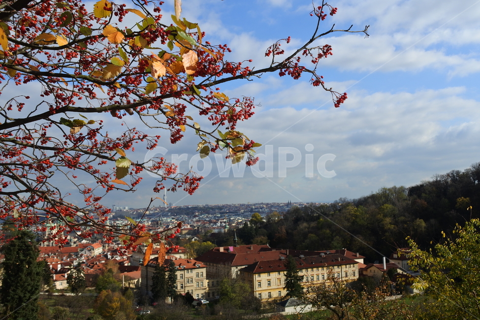 가을,열매,잎,나무,나뭇가지,체코,프라하,마을,하늘,구름,산,autumn,leaves,tree,sky,city,praha,europe,유럽