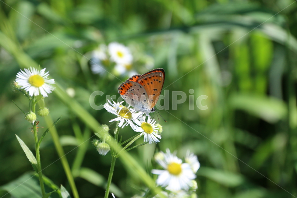 나비,자연,곤충,insect,식물,butterfly,풀,꽃,동물