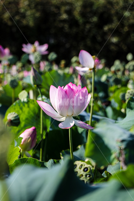 연꽃,여름,blossom,flower,plant,식물,꽃,식물,자연,plants,nature,꽃,flower