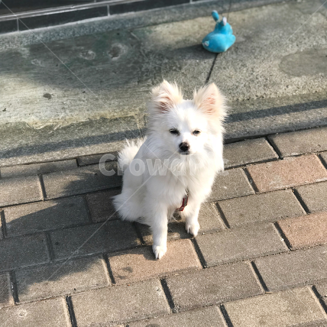 스피츠,강아지,개,애완견,반려동물,동물,animal,포유류,mammal,개,강아지,dog,doggy