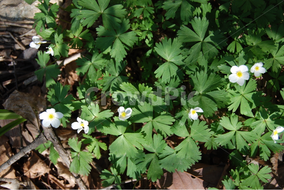 식물,꽃,봄,자연,산,식물,자연,plants,nature,꽃,flower