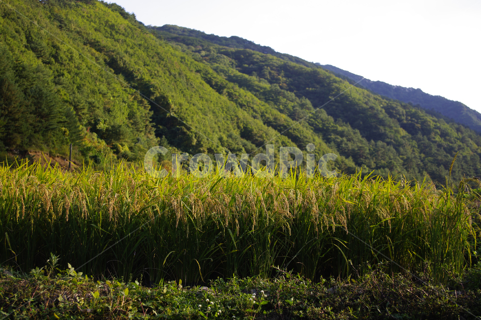 논,벼,곡식,가을,쌀,자연,풍경,nature,landscape,outdoors,옥외,field,들,grassland,목초지