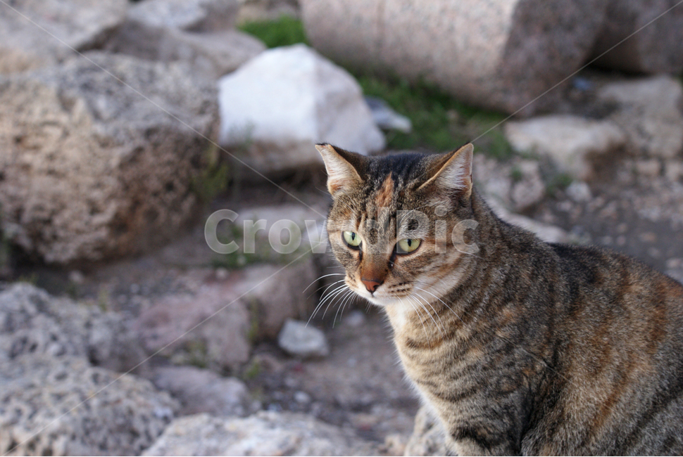 고양이,cat,동물,야생,animal,동물,animal,포유류,mammal,고양이,cat,kitten,kitty