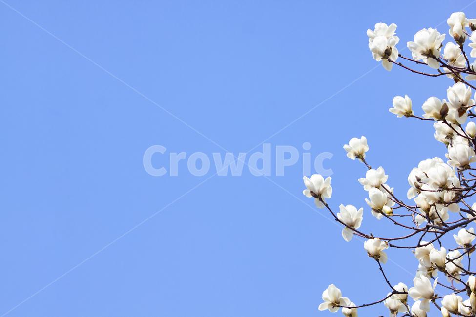목련,꽃,봄꽃,하늘,배경,plant,식물,식물,자연,plants,nature,꽃,flower