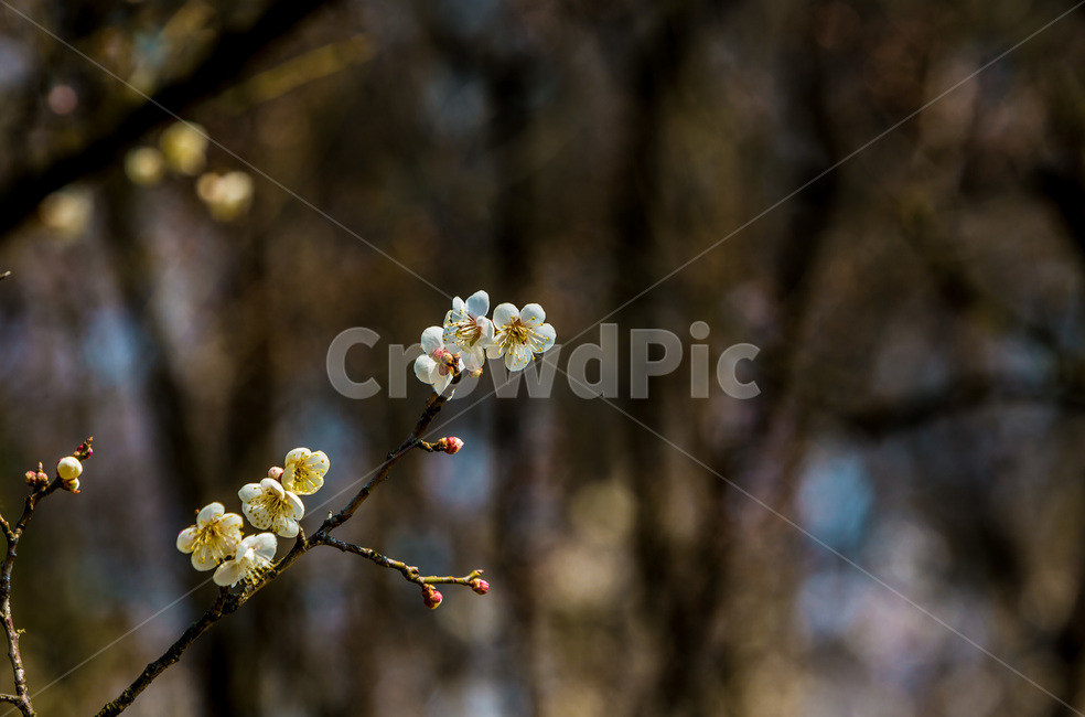 매화,꽃,꽃나무,봄,봄전령,감성,봄,계절,spring,season,식물,자연,plants,nature,꽃,flower,plant