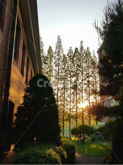 풍경사진,야외사진,저녁,노을,landscape,sunset,evening,eveningglow,저녁노을,photo,tree,sky,자연,풍경,nature,landscape,light,빛,flare,플레어,sunlight,햇빛,나무,plant,식물